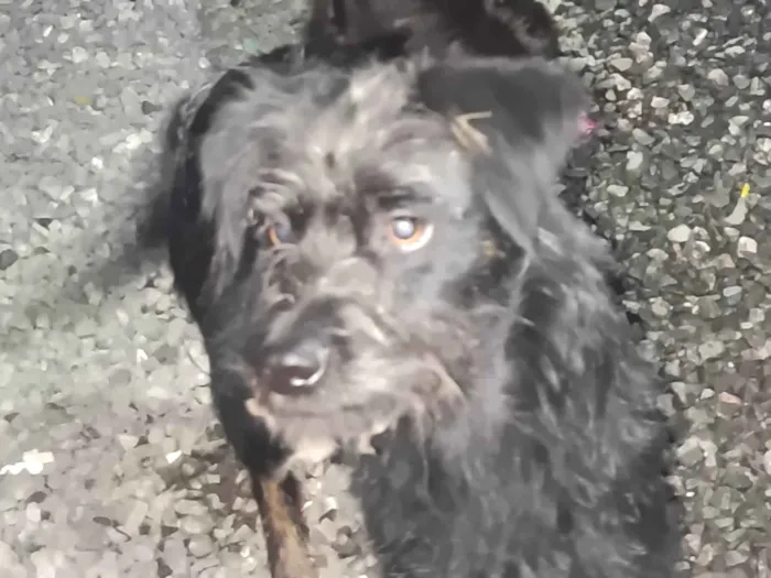 Cachorro ra a SRD-ViraLata idade 7 a 11 meses nome Pedrinho e maria