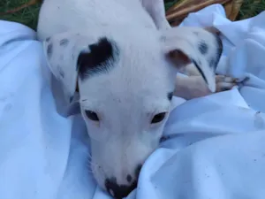 Cachorro raça SRD-ViraLata idade 2 a 6 meses nome Sem nome