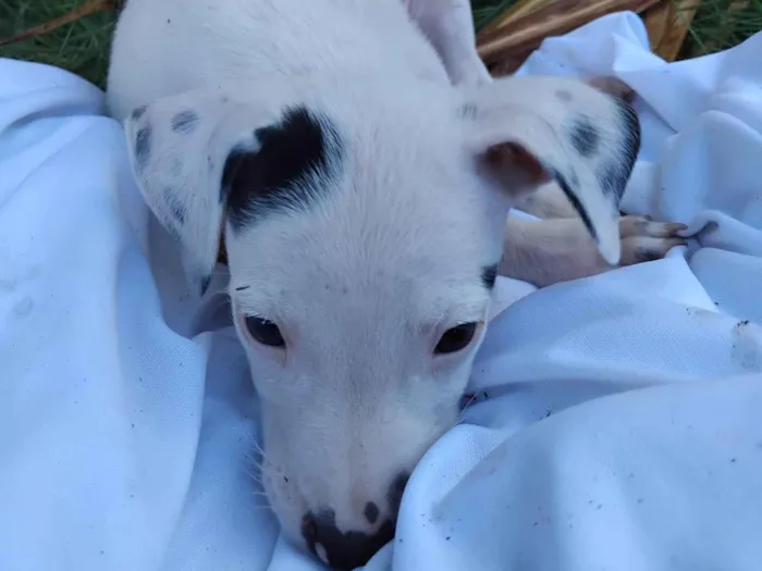 Cachorro ra a SRD-ViraLata idade 2 a 6 meses nome Sem nome