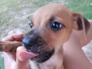 Cachorro raça SRD-ViraLata idade 2 a 6 meses nome Sem nome
