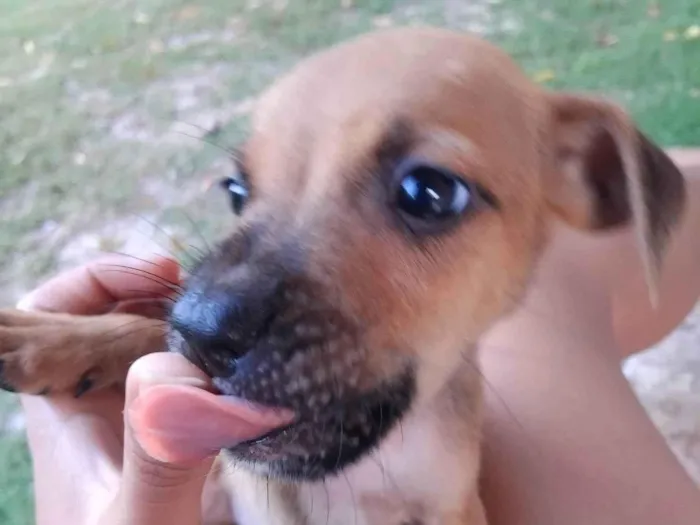 Cachorro ra a SRD-ViraLata idade 2 a 6 meses nome Sem nome
