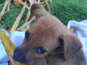 Cachorro raça SRD-ViraLata idade 2 a 6 meses nome Sem nome