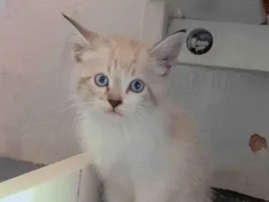 Gato raça SRD-ViraLata idade Abaixo de 2 meses nome Marrie 