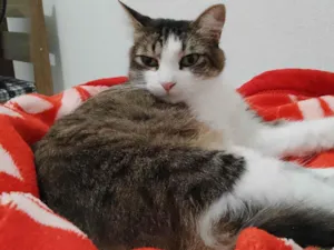 Gato raça SRD-ViraLata idade 6 ou mais anos nome Gamora