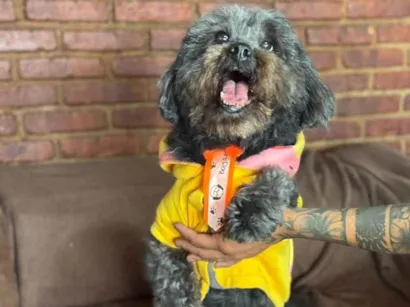 Cachorro raça SRD-ViraLata idade 4 anos nome Dudu