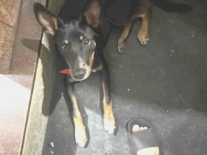 Cachorro raça SRD-ViraLata idade 2 a 6 meses nome Cheubes