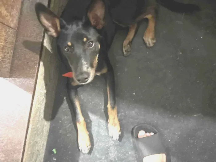Cachorro ra a SRD-ViraLata idade 2 a 6 meses nome Cheubes