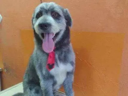 Cachorro raça SRD-ViraLata idade 2 a 6 meses nome Falar com Kelly - Whats 11 95891-3104