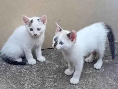 Gato raça SRD-ViraLata idade Abaixo de 2 meses nome  Falar com Amanda - Whats 11 99319-9443