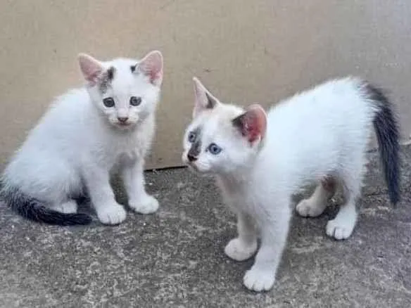 Gato ra a SRD-ViraLata idade Abaixo de 2 meses nome  Falar com Amanda - Whats 11 99319-9443