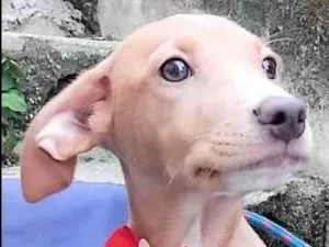 Cachorro raça SRD-ViraLata idade 2 a 6 meses nome Gigi