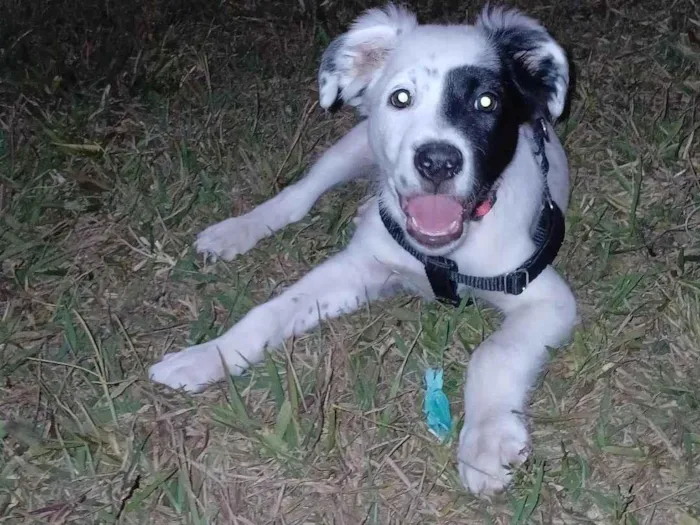 Cachorro raça SRD-ViraLata idade 2 a 6 meses nome milo