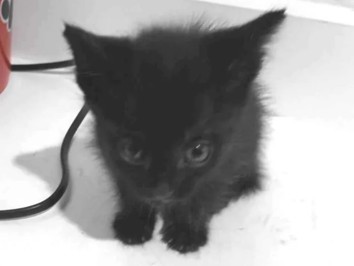 Gato raça SRD-ViraLata idade Abaixo de 2 meses nome Sem nome 