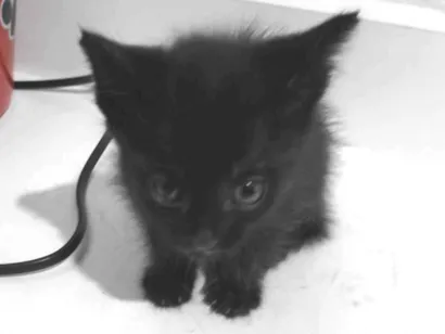 Gato raça SRD-ViraLata idade Abaixo de 2 meses nome Sem nome