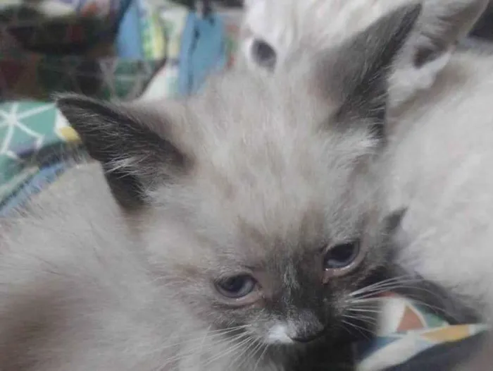 Gato ra a Siamês idade Abaixo de 2 meses nome Branquinha
