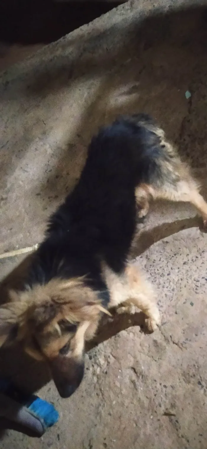 Cachorro ra a Chow Chow idade 5 anos nome Huck