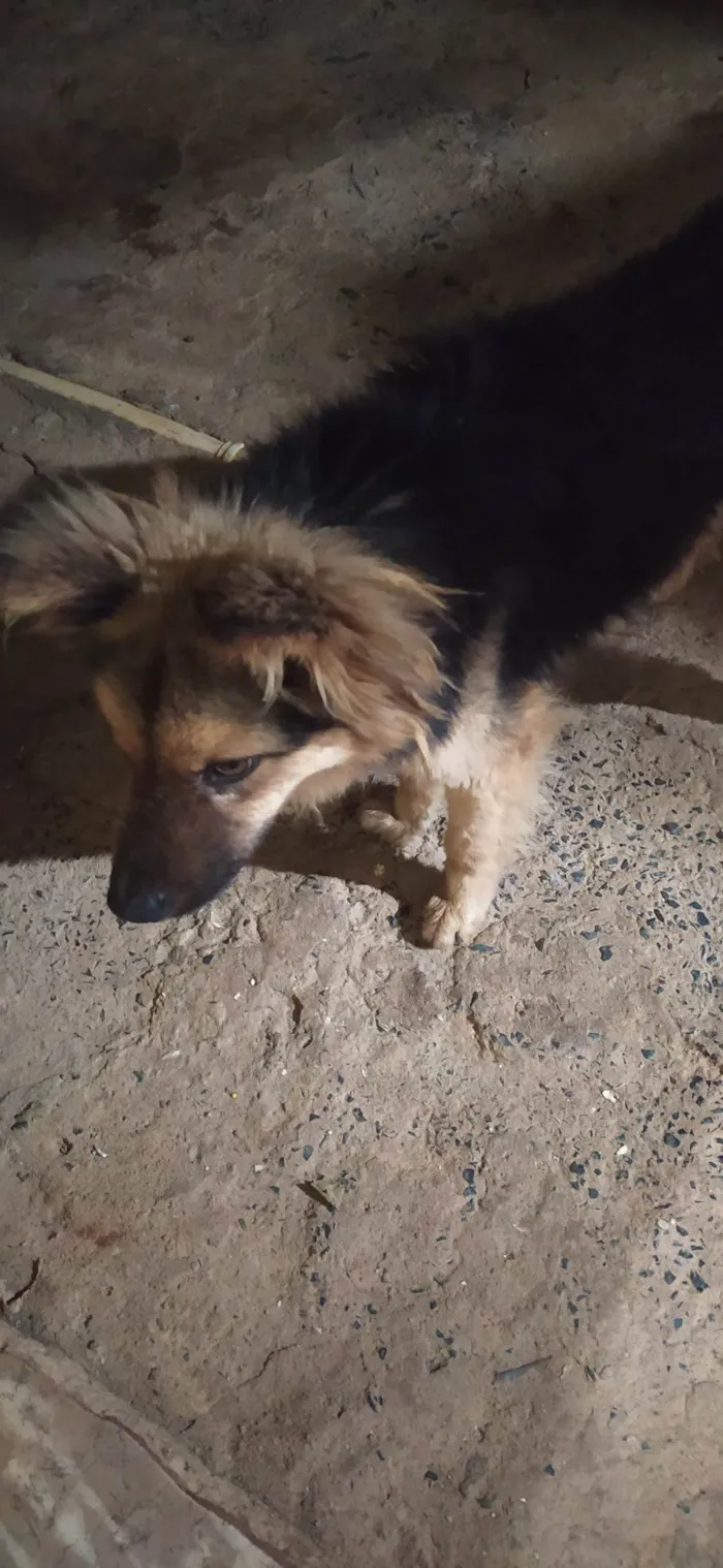 Cachorro ra a Chow Chow idade 5 anos nome Huck