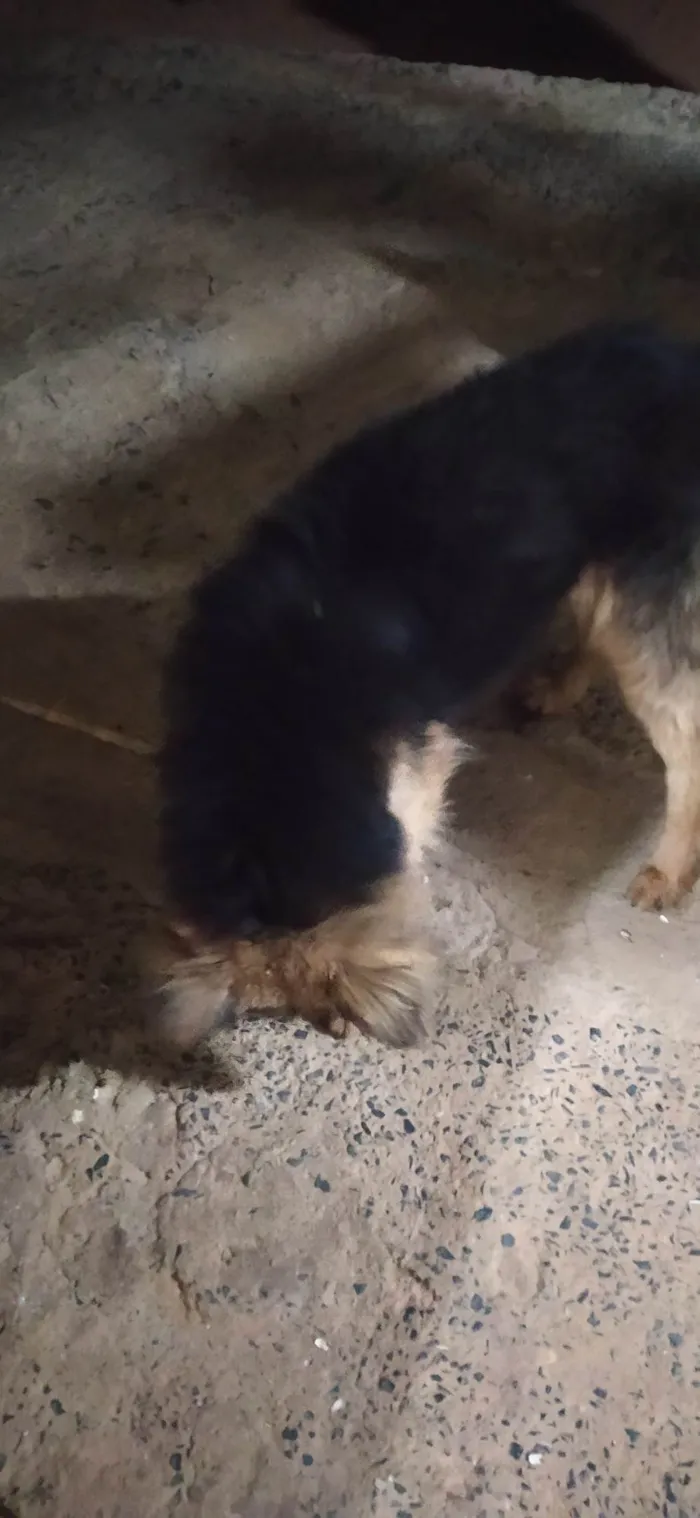 Cachorro ra a Chow Chow idade 5 anos nome Huck