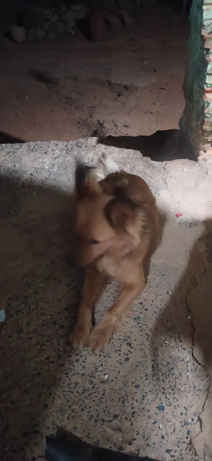 Cachorro ra a Chow Chow idade 5 anos nome Boneca