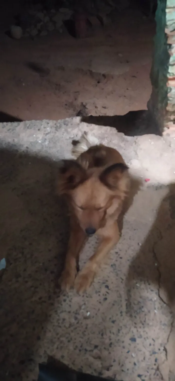 Cachorro ra a Chow Chow idade 5 anos nome Boneca
