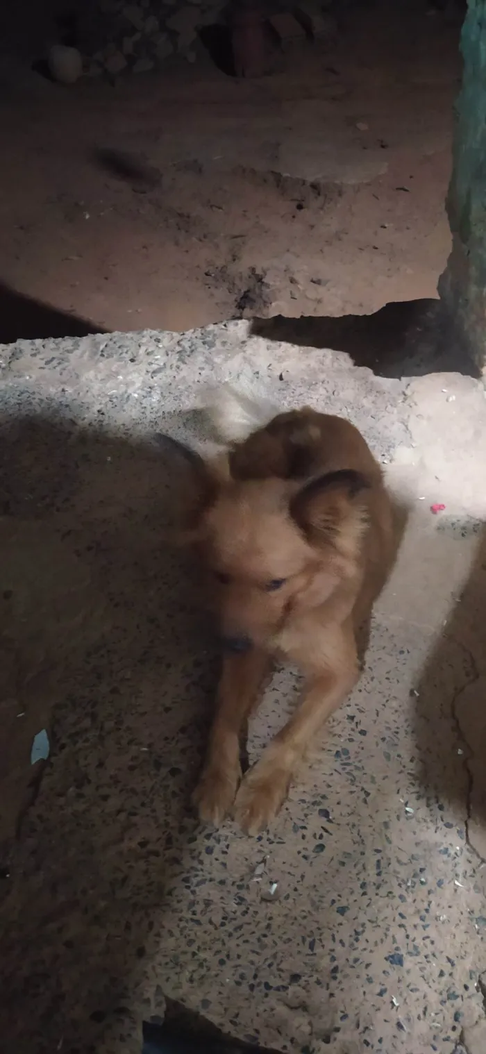 Cachorro ra a Chow Chow idade 5 anos nome Boneca