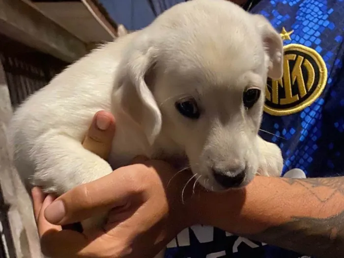 Cachorro ra a SRD-ViraLata idade Abaixo de 2 meses nome Sem nome 