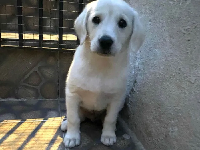 Cachorro ra a SRD-ViraLata idade Abaixo de 2 meses nome Sem nome 