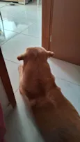 desconhecido