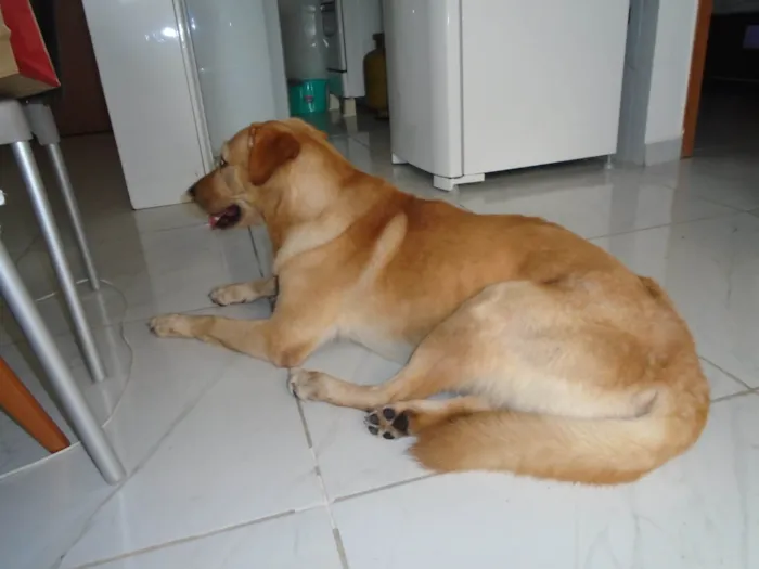 Cachorro ra a Labrador idade 2 anos nome desconhecido