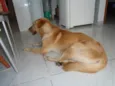 desconhecido
