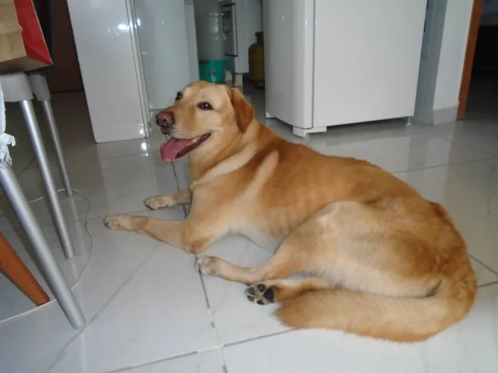 Cachorro ra a Labrador idade 2 anos nome desconhecido