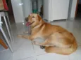 desconhecido