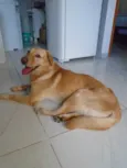 desconhecido