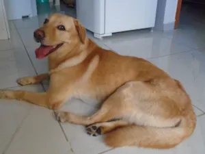 Cachorro raça Labrador idade 2 anos nome desconhecido