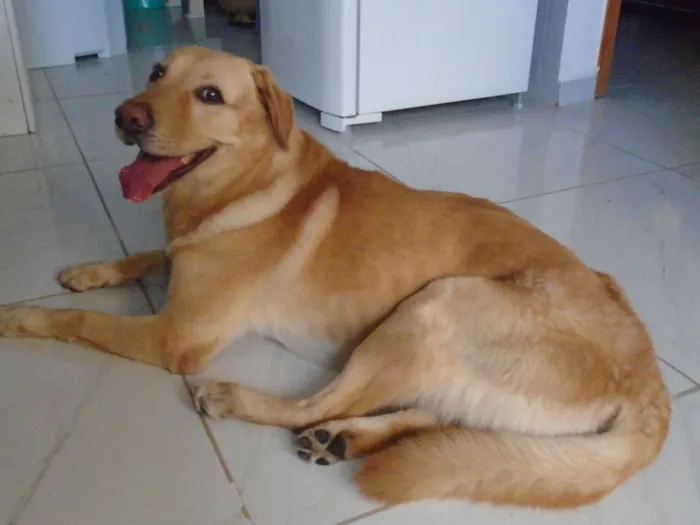 Cachorro ra a Labrador idade 2 anos nome desconhecido
