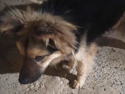 Cachorro raça Chow Chow idade 5 anos nome Huck