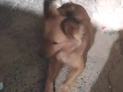 Cachorro raça Chow Chow idade 5 anos nome Boneca