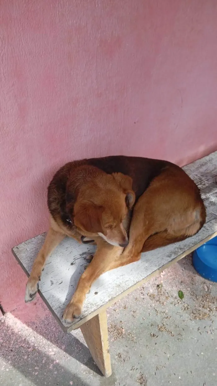 Cachorro raça SRD-ViraLata idade 5 anos nome Prince