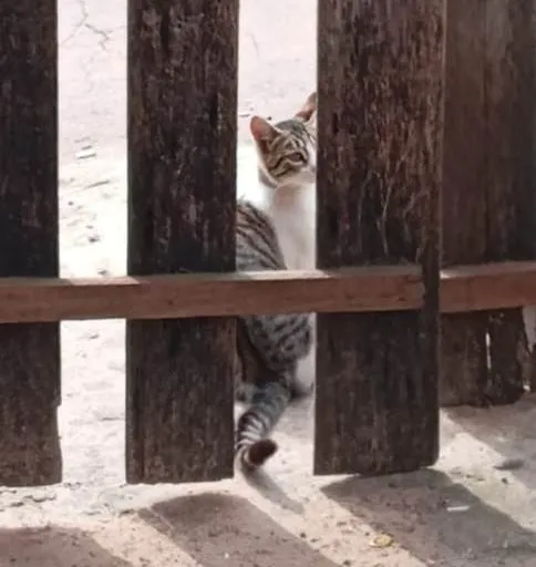 Gato raça SRD-ViraLata idade 1 ano nome Gato