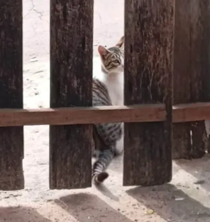 Gato raça SRD-ViraLata idade 4 anos nome Gata mãe