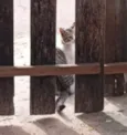 Gata mãe