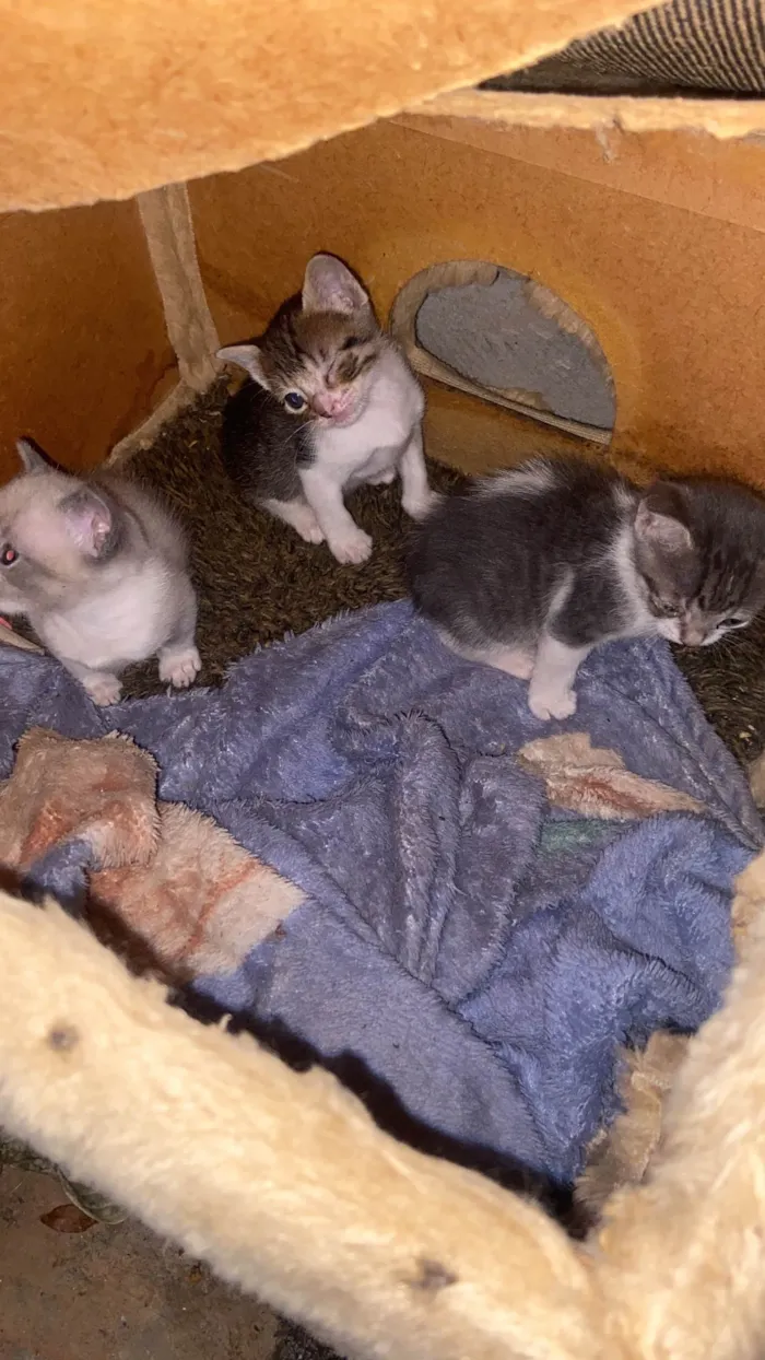 Gato raça SRD-ViraLata idade Abaixo de 2 meses nome Mimi