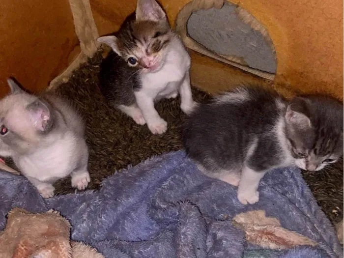 Gato raça SRD-ViraLata idade Abaixo de 2 meses nome Mimi