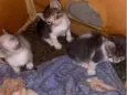 Mimi