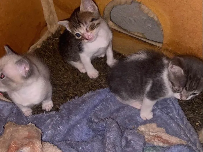 Gato raça SRD-ViraLata idade Abaixo de 2 meses nome Mimi