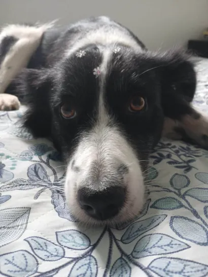 Cachorro raça SRD-ViraLata idade 2 anos nome Penélope
