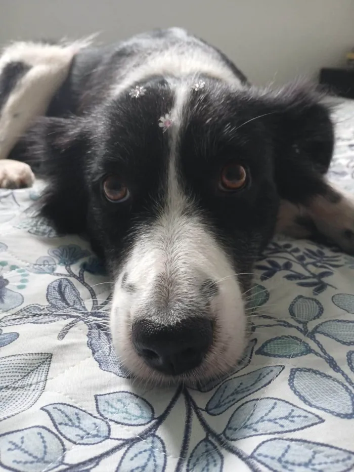 Cachorro ra a SRD-ViraLata idade 2 anos nome Penélope