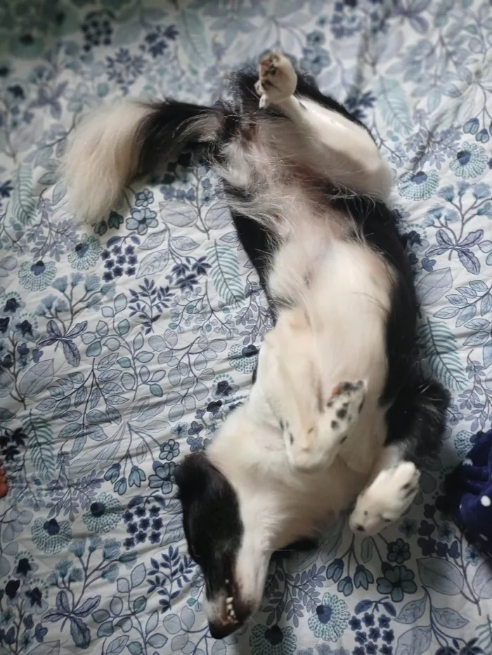 Cachorro ra a SRD-ViraLata idade 2 anos nome Penélope