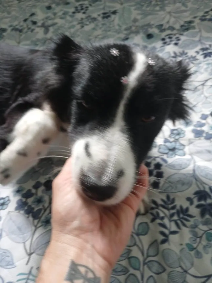 Cachorro ra a SRD-ViraLata idade 2 anos nome Penélope