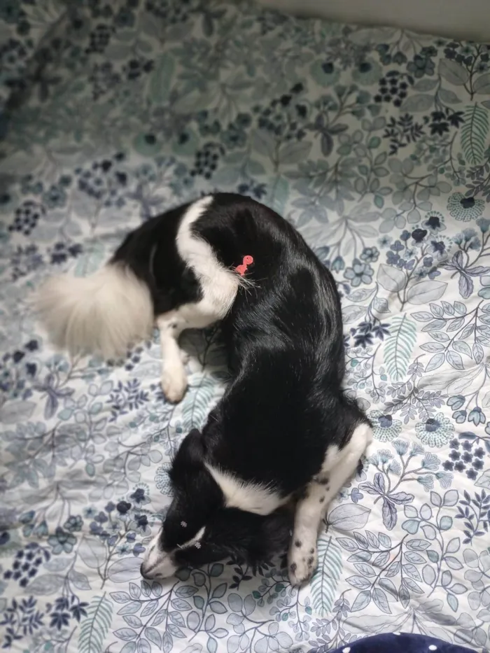 Cachorro ra a SRD-ViraLata idade 2 anos nome Penélope